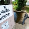 Hævntogt: Amerikaner tager livet af alligatoren, der åd hans ven!