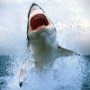 It's sharkweek bitches! - MandagsUpdate: Ratajkowski, nyt fra Dre, sommeren er tilbage + det løse 