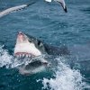 Great Serial Killer - TV-tip: Shark Week
