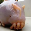 Chthulhu-larve - 5 dyr der ligner noget fra science-fiction film