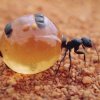 Honningmyren - 5 dyr der ligner noget fra science-fiction film