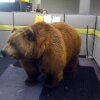 Denne er smukt døbt: Office Prank Bear - Når folk keder sig på arbejde