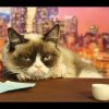 Grumpy Cat går til audition på The Late Show