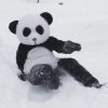 Sne-panda vs. udklædt sne-panda!