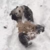 Sne-panda vs. udklædt sne-panda!