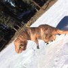 T-Rex på snowboard