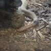 Har du også altid undret dig over, hvad der får klapperslangens hale til at rasle? 