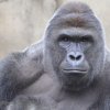 Nyt drab i zoologisk have: Silverback-gorilla skudt efter 'besøg' af 4-årig 