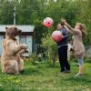 140 kilo tung kælebjørn spiser med ved aftensbordet - kun i Rusland!