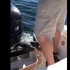 Panisk sæl hopper ombord på båd efter intens jagt af spækhuggere