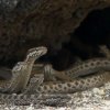 En baby leguan der angribes af 100-vis af slanger er et klip der er værd at se