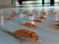 Japansk temapark har nedfrosset over 5000 fisk i en skøjtebane
