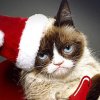 @grumpy cat - Upopulær holdning: Jeg hader julen