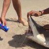 To fyre bruger en hajs tænder til at lave en shotgun-øl