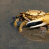 Australsk mand lærer krabbe at åbne sin øl
