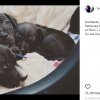 Goodguy Tom Hardy hjælper forladte hundehvalpe med at finde nye hjem