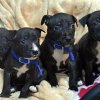 Goodguy Tom Hardy hjælper forladte hundehvalpe med at finde nye hjem