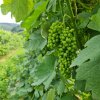 Alvarinho-druen.  - Rejse-reportage: Vineventyr i Portugals Vinho Verde-region