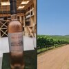 Smagning og den kilometerlange vinmark hos Quinta das Arcas.  - Rejse-reportage: Vineventyr i Portugals Vinho Verde-region