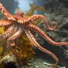 Frokosttip: Sådan tilbereder du levende blæksprutte