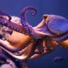 Frokosttip: Sådan tilbereder du levende blæksprutte
