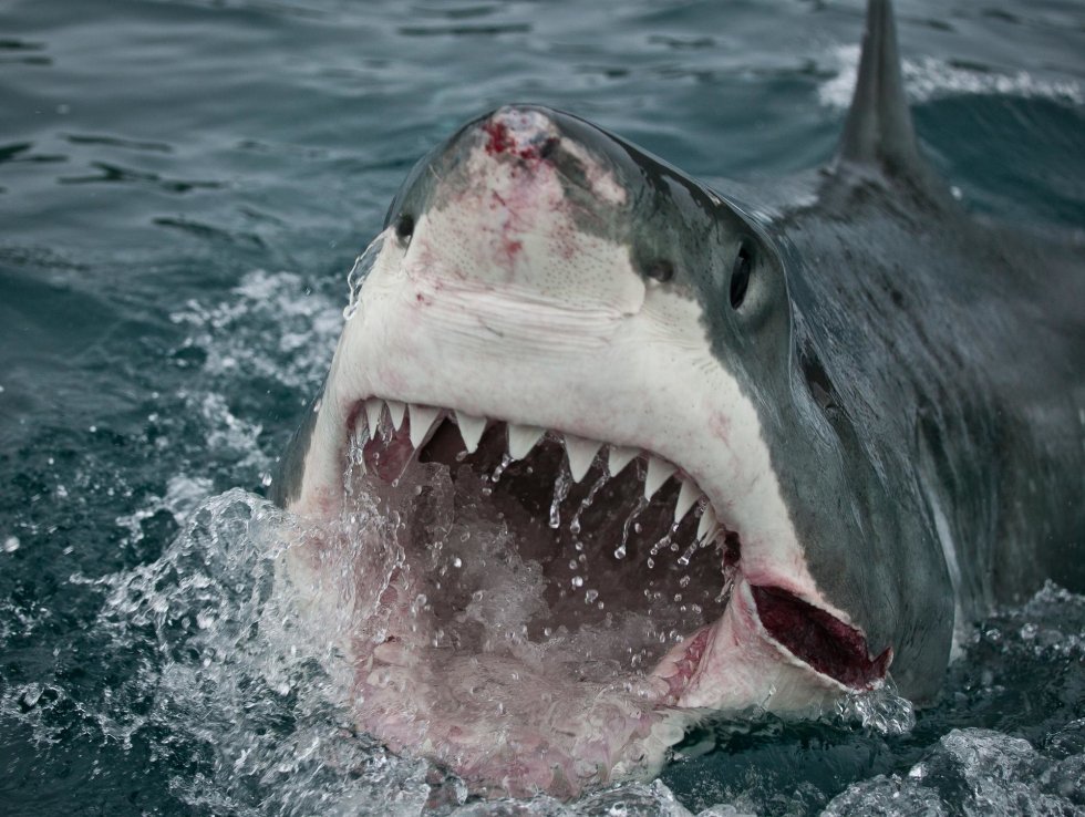 Glat Pighaj - Havets farligste hajer