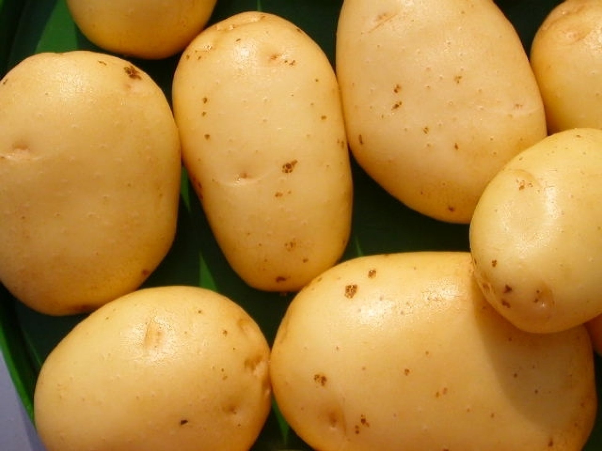 Семенной картофель Латона