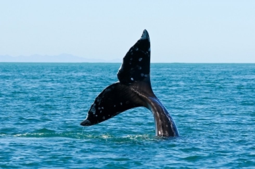 Hvalen fra Vejle