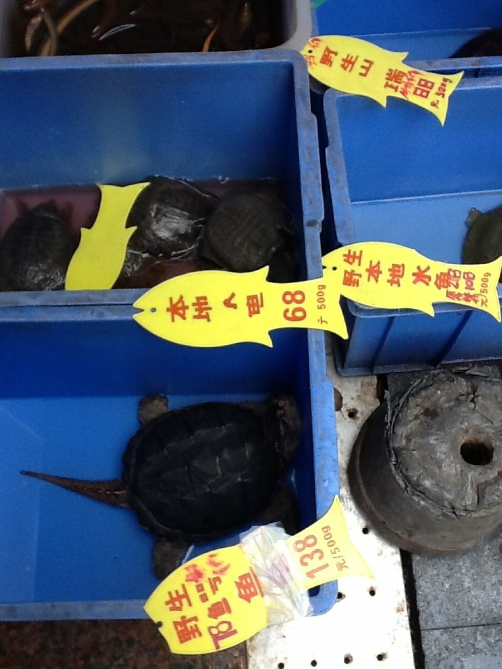 Skildpadder! - 5 slemme ting fra Kina