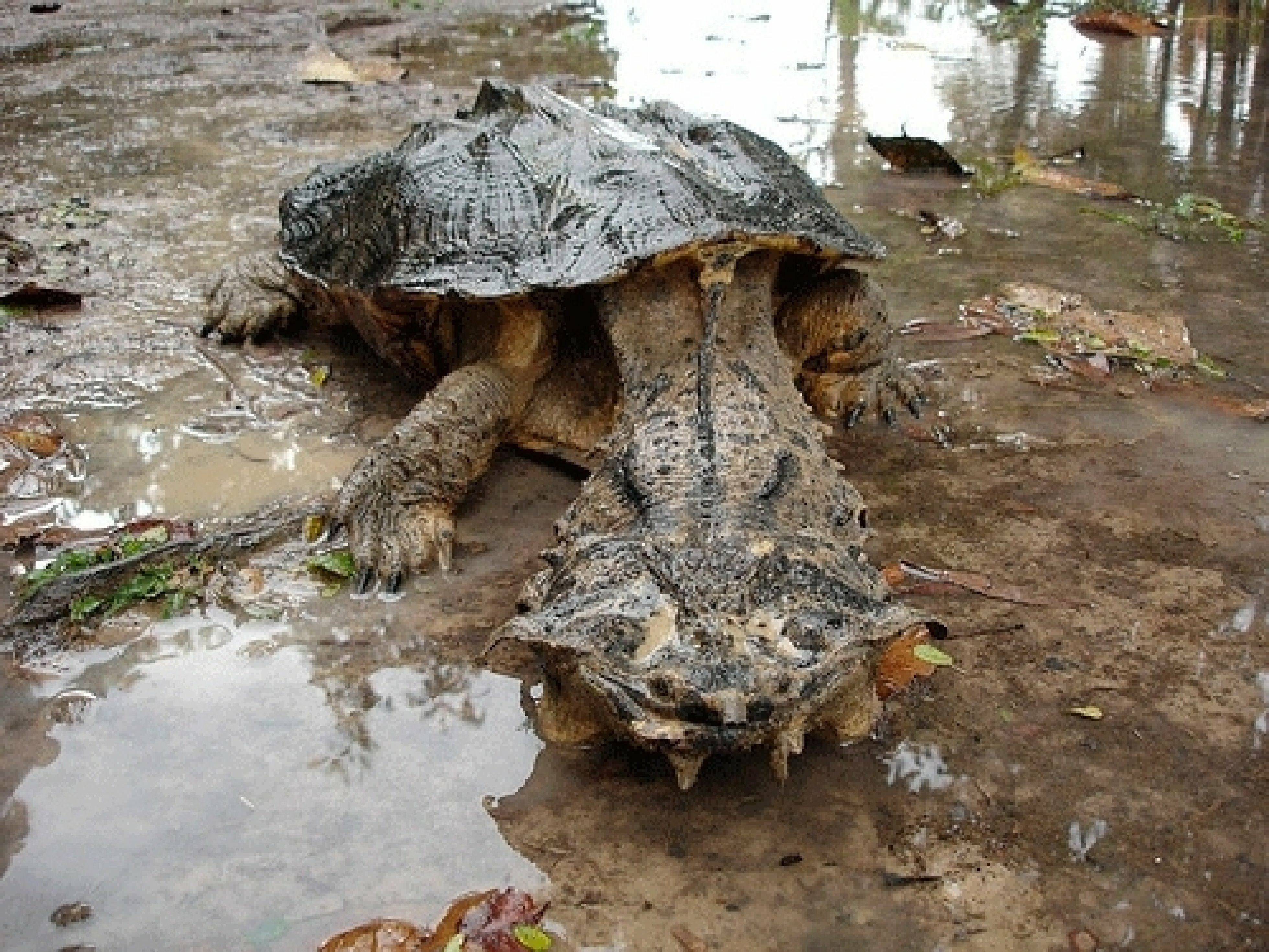 Черепаха-гигант Матамата