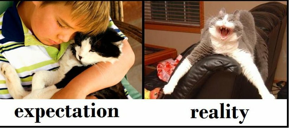 Expectation vs. reality #2