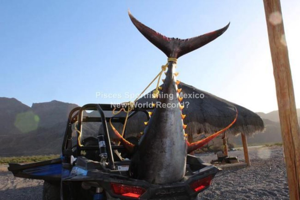 Fisker fanger verdens største tunfisk.. og så alligevel ikke?