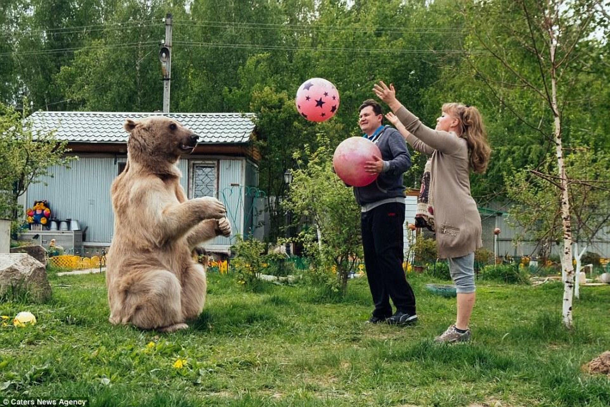 Русский домашний медведь. Медведь в семье Пантелеенко.