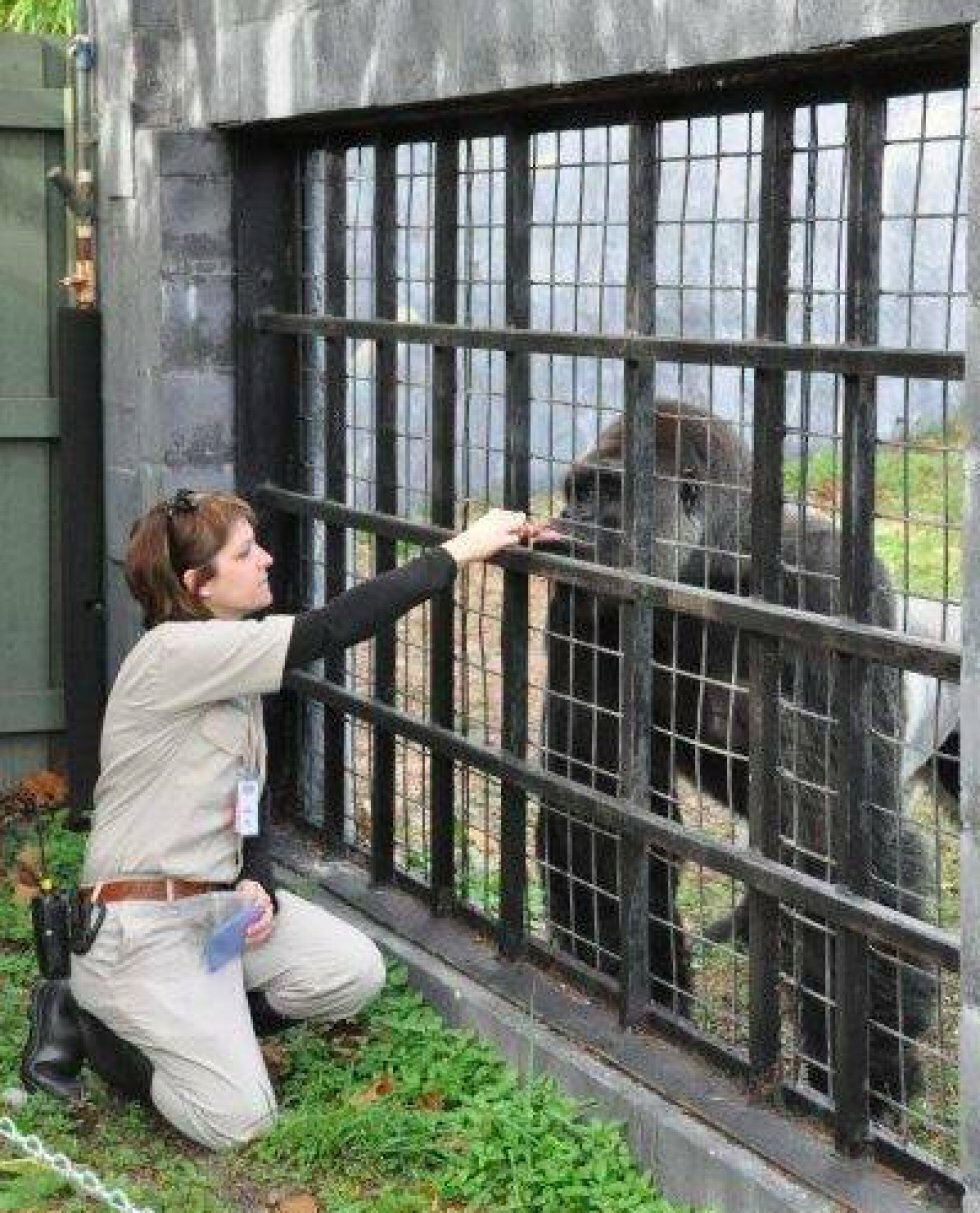 Tidligere dyrepasser ræsonnerer over drabet på gorillaen Harambe