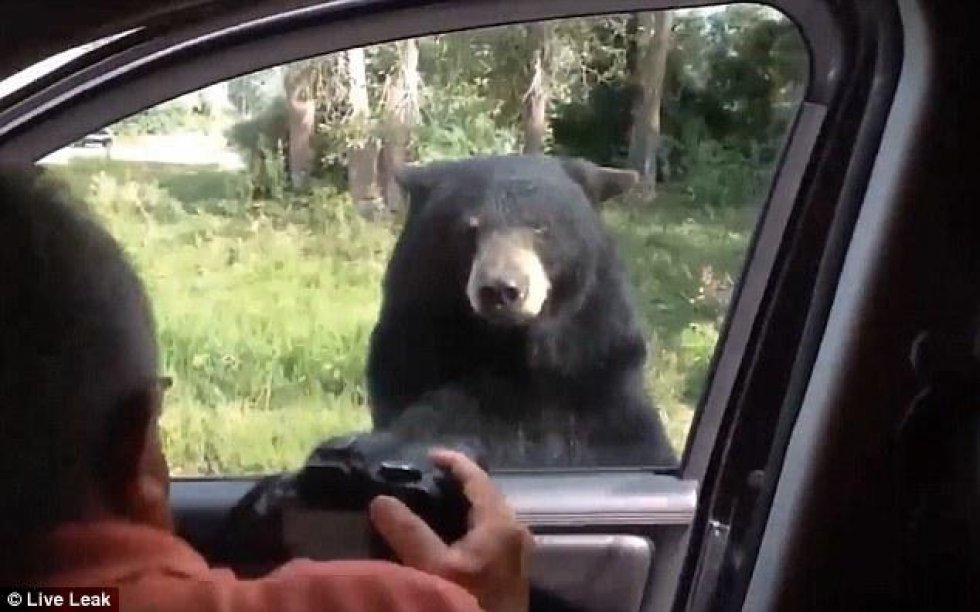 Bjørne kan nu åbne døren til din 'safaribil'