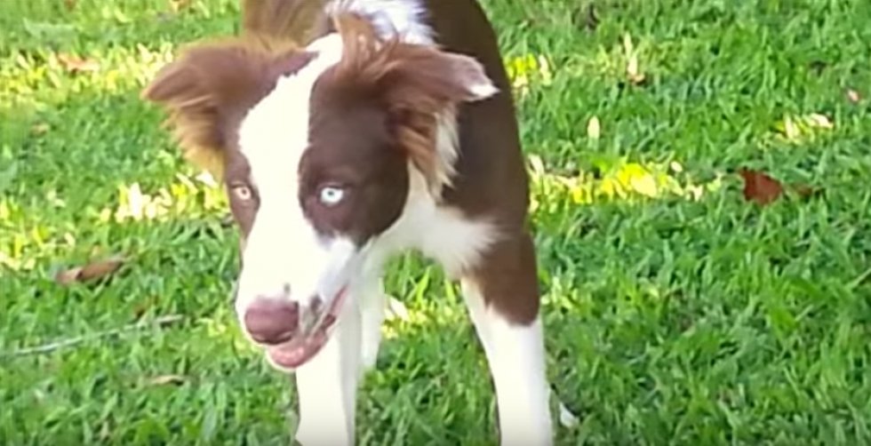 Sådan ser det ud, når en hund æder euforiserende svampe i naturen [Video]