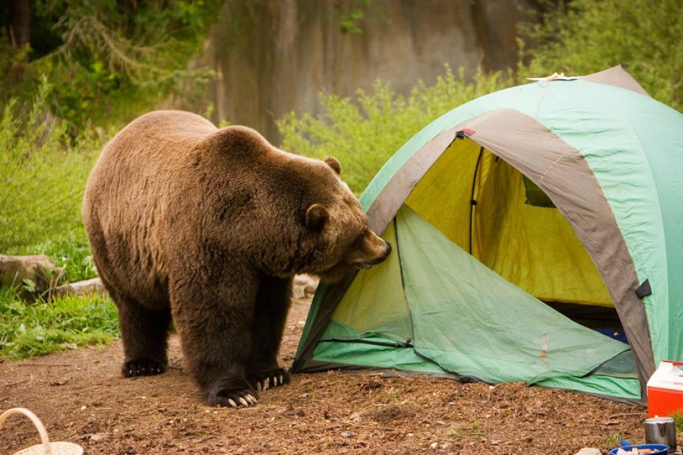 Hvad gør man, hvis man vågner op til lyden af en bjørn? Filmer det selvfølgelig! 