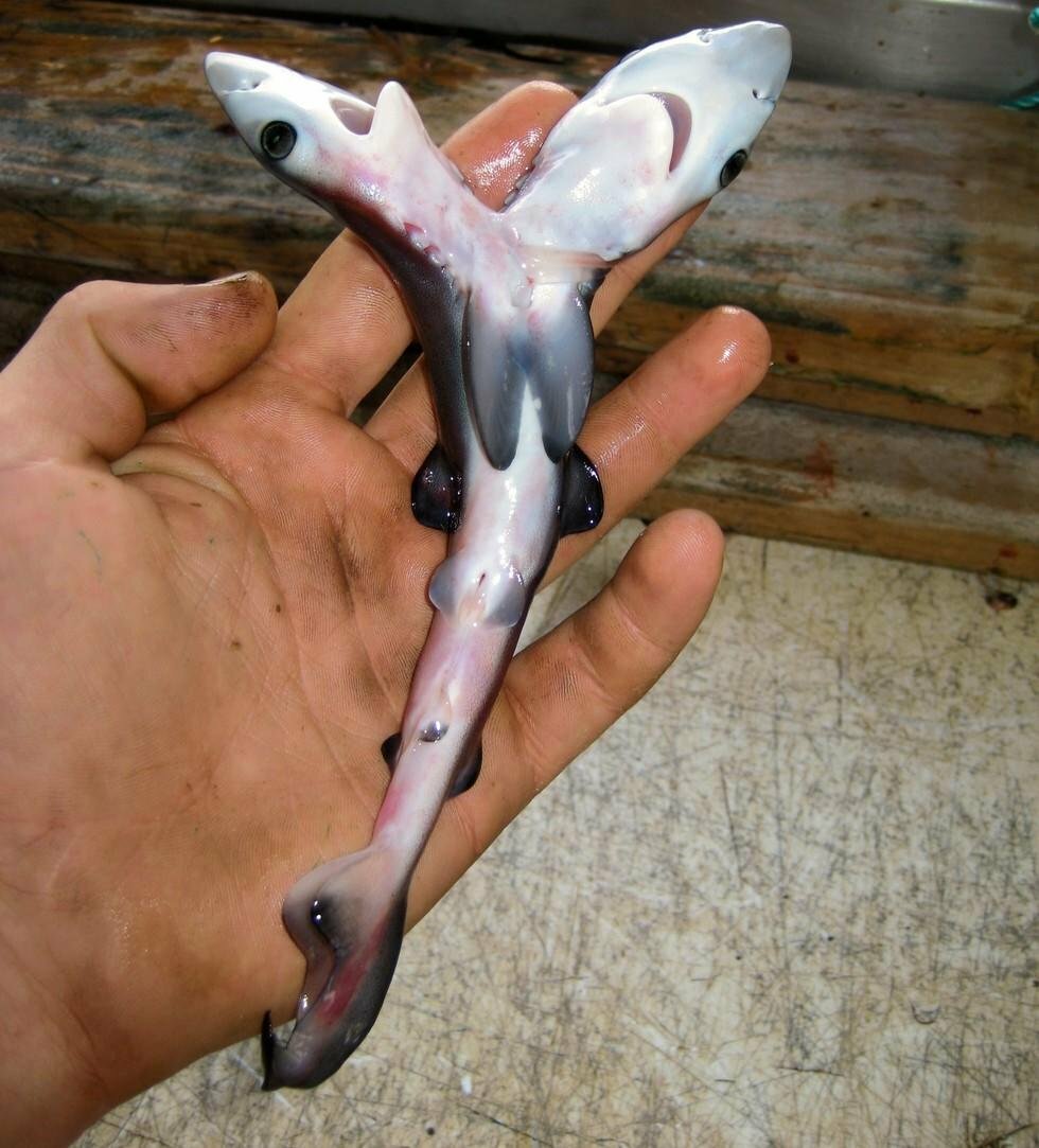 Hajer med to hoveder findes i virkeligheden og bliver fundet over hele verden