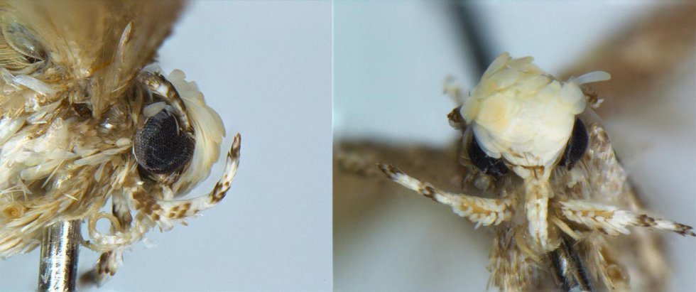 Neopalpa donaldtrumpi: Nyligt opdaget insekt opkaldt efter Donald Trump 