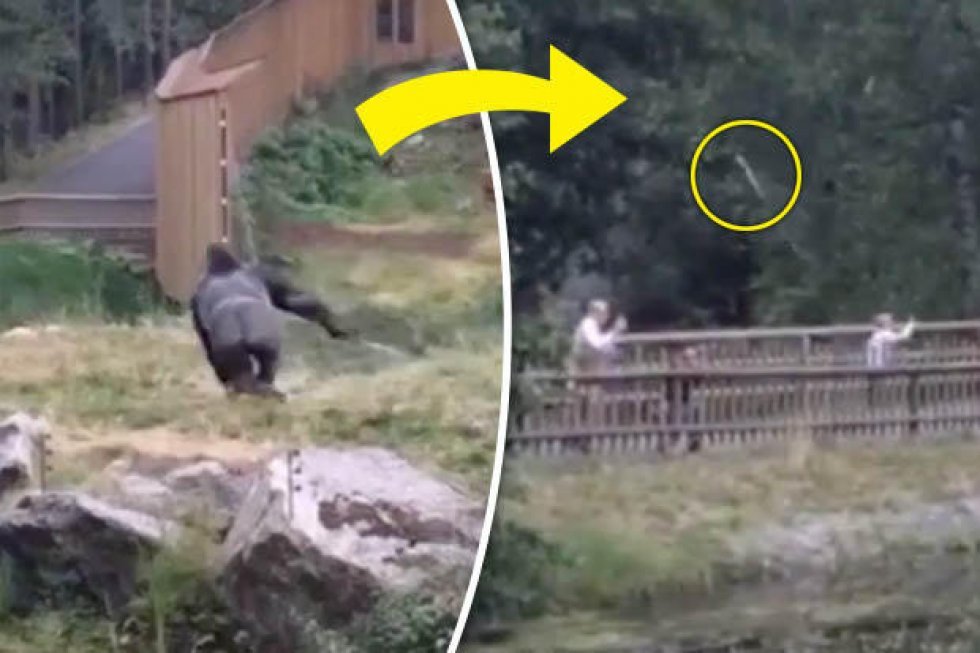 Gorilla kaster med grene på tilskuere i svensk zoo [video]