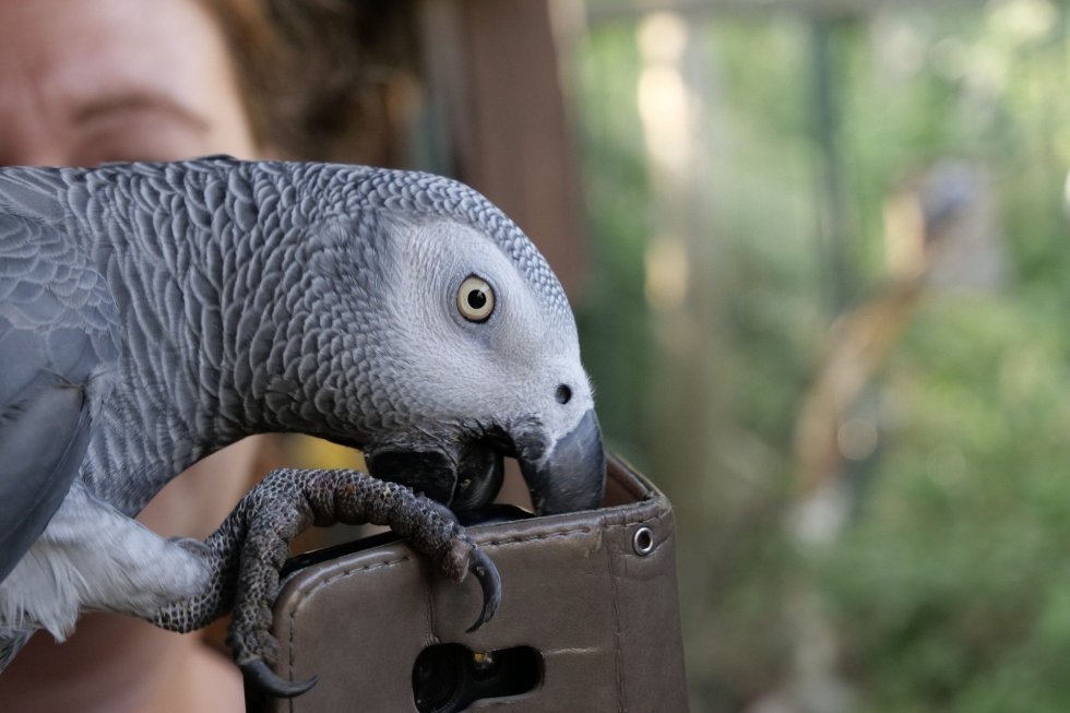 En intelligent papegøje har brugt Amazon Echo til at afspille musik og bestille mad