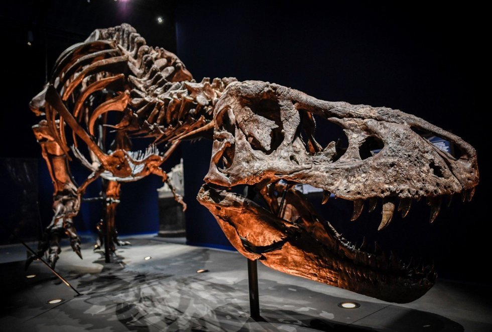 Skelettet af verdens største T-Rex fundet i Canada