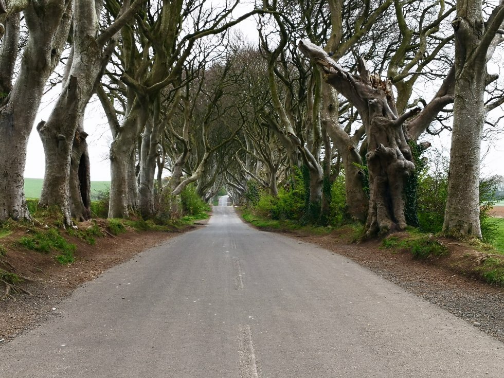 Kings Road, hvorfra to træer blev brugt til at skabe dørene rundt i Nordirland.  - Turen går til Nordirland: I fodsporene på Game of Thrones