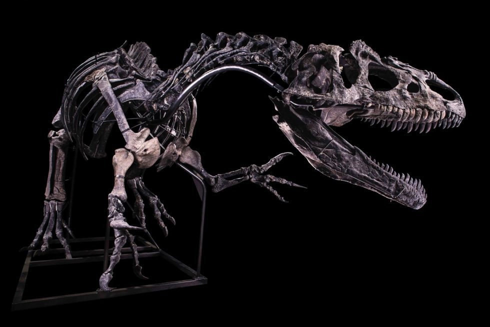 Gigantisk Allosaurus skelet forventes at indbringe 7.5 millioner kroner på auktion