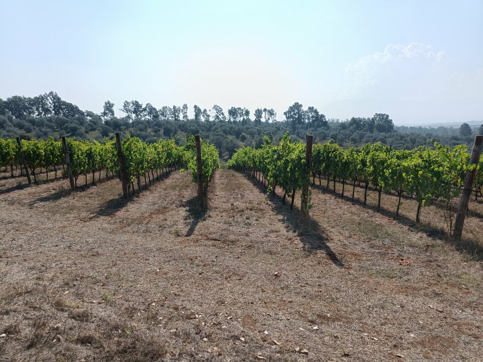 Vinranker og oliventræer i baggrunden.  - Rejse-reportage: Kulinarisk roadtrip i Lazio-regionen i Italien