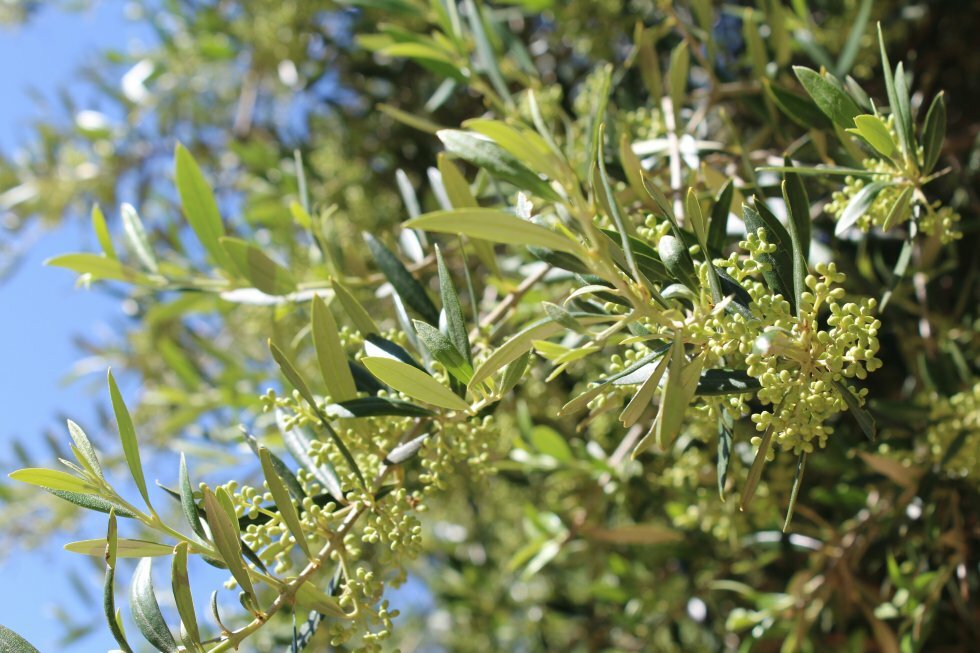 Oliventræer i formiddagssolen.  - Turen går til Mallorca: 2-dages eventyr uden charter