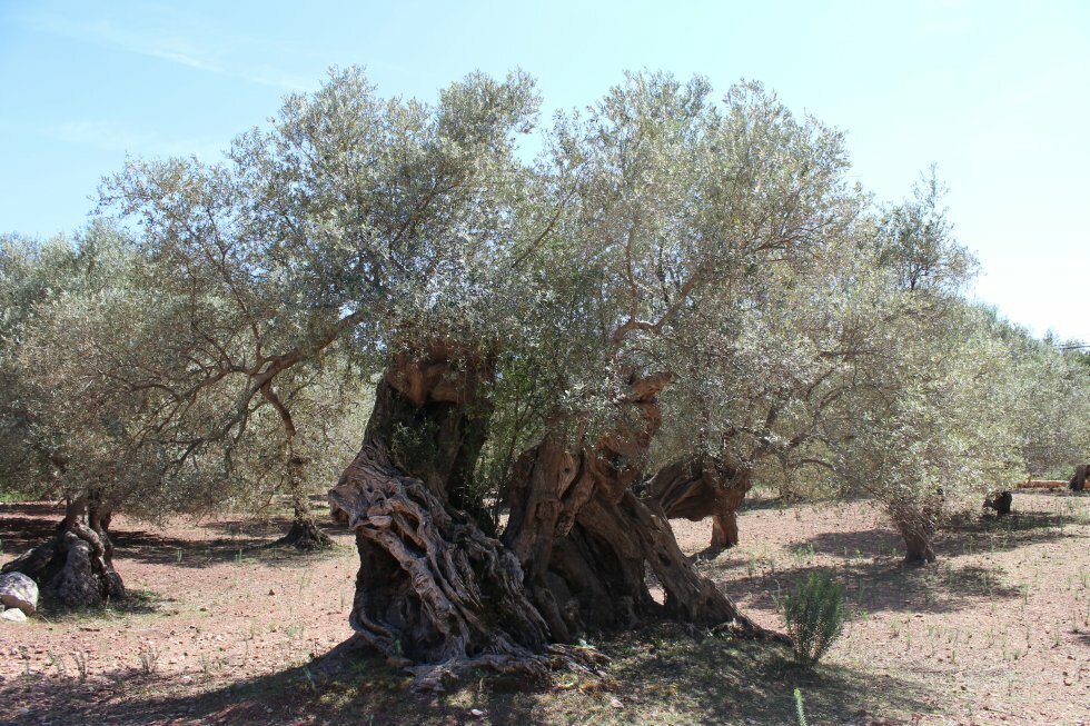 Flere tusinde år gamle oliventræer i Son Moragues.  - Turen går til Mallorca: 2-dages eventyr uden charter