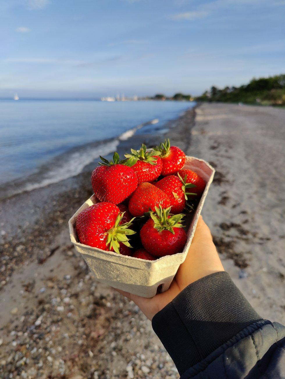 Sæsonens første Samsø Jordbær i aftensolen! - Rejsereportage: Turen går til Samsø 