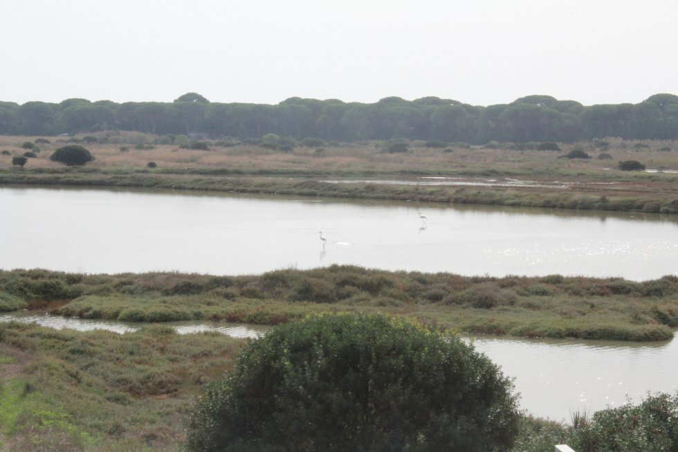Flamingoer i naturreservatet Diaccia Botrona i oktober.  - Rejsereportage: Det kystvendte Toscana