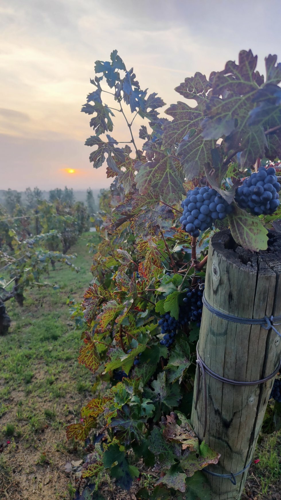 Solnedgang i vinmarken. - Rejsereportage: Det kystvendte Toscana